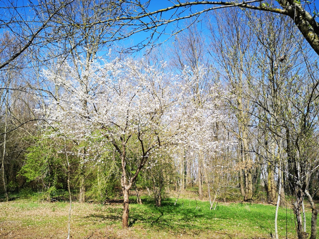 Susino in fioritura